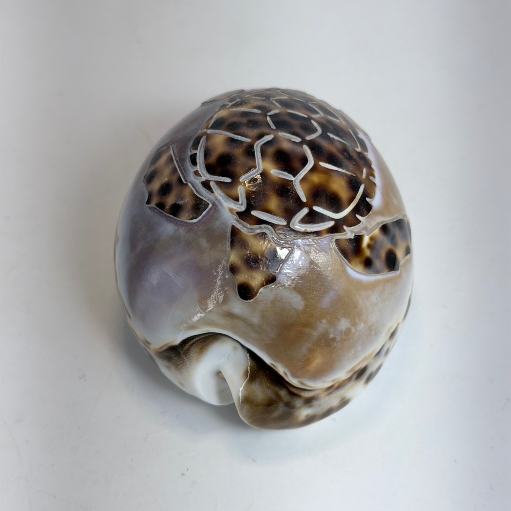 Hand Carved Sea Turtle Tiger Cowrie Shell Nautical Coastal Decor 3.5 Inch